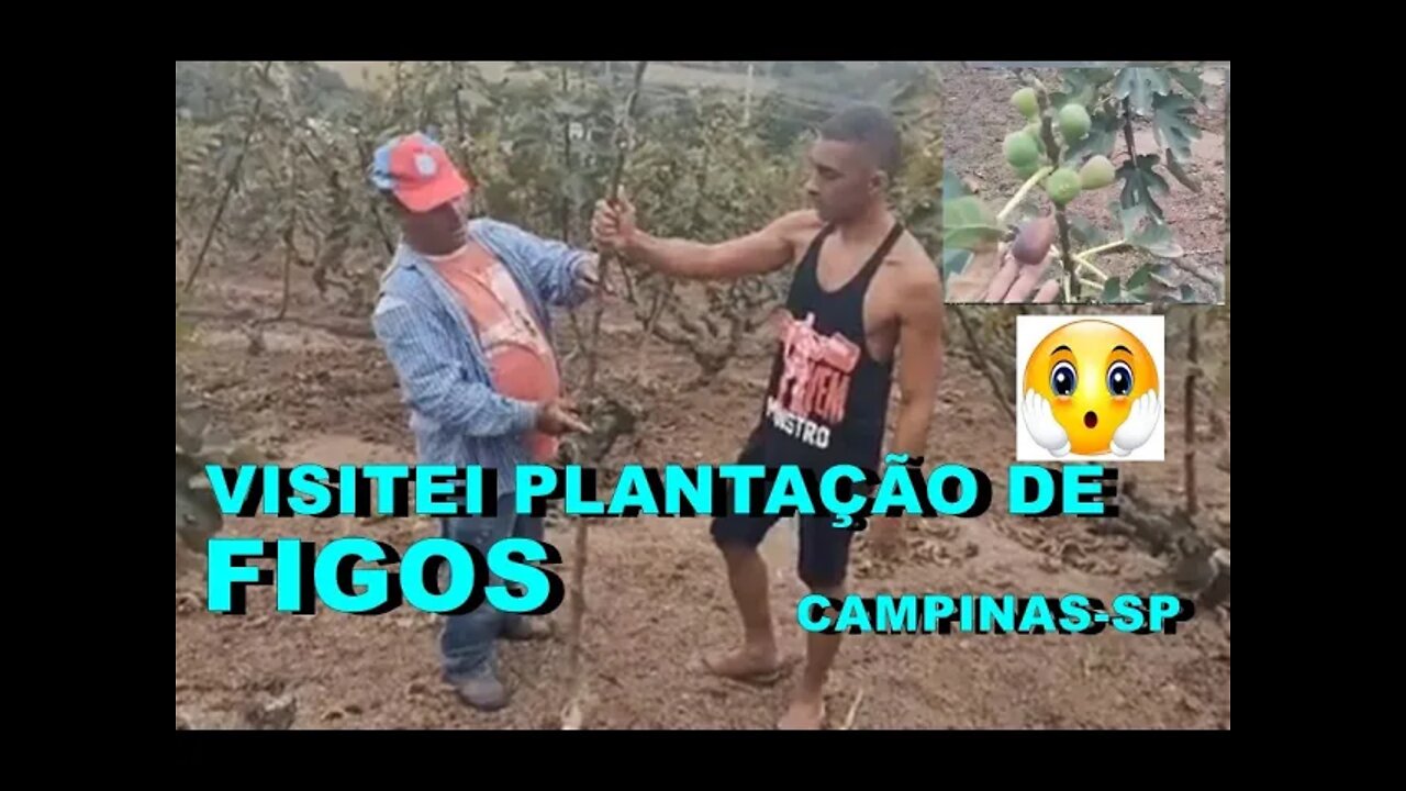 FUI NA PLANTAÇÃO DE FIGOS CAMPINAS NO SÍTIO LARANJEIRAS CAMPINAS-SP