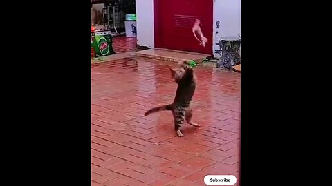 OMG 🥱😮 crazy cat😂 trending video