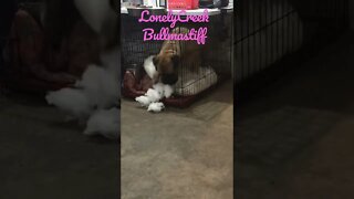 Puppy making her own bed