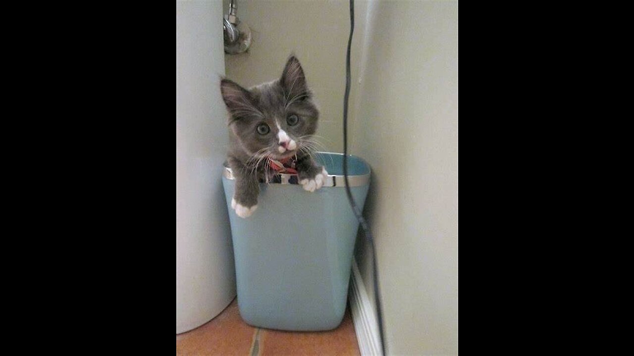 Baby Cats - Cute and Funny Cat Videos
