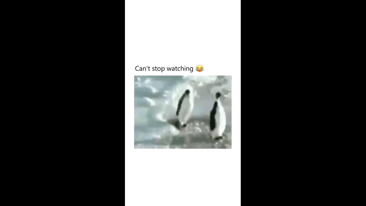 funny animals videos episode 3 😂🐾 #cats