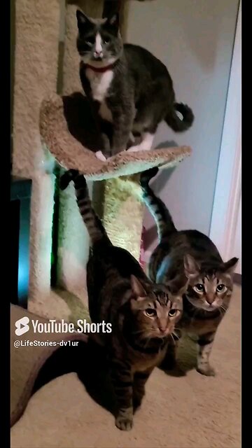 😺 Meows Symphony #cat #catlover #catshorts #catvideos #shorts