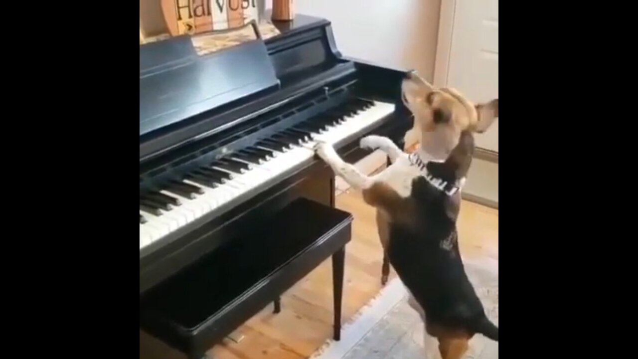 the dog is good at singing and playing the piano it's so cute to see it