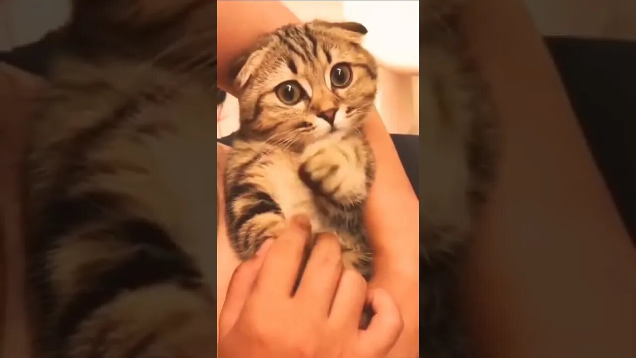 cat Video #cat #funny #shorts #reels