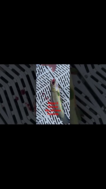 Dog Fish #fishing #fishingvideo #bubba