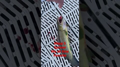 Dog Fish #fishing #fishingvideo #bubba