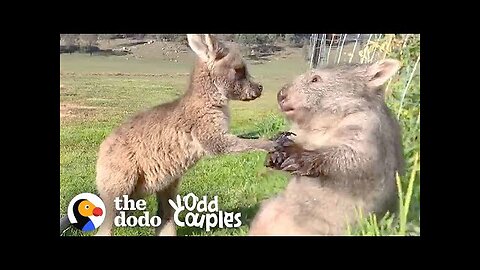 Wombat And Kangaroo Are Obsessed With Each Other | The Dodo Odd Couples