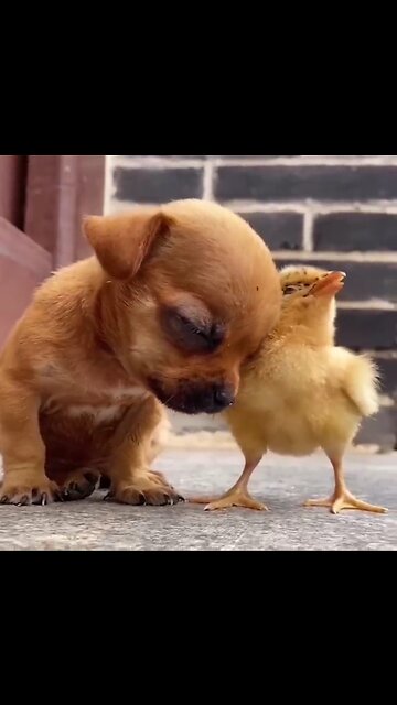 Funny Cute Puppies 🐾🐶-Lazy dog😂😂_Puppy eating ice cream 🍦🍦