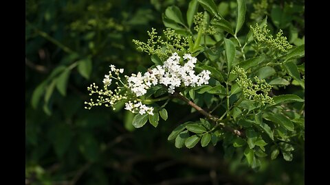 Elder Flower (Sambucus nigra/canadensis)