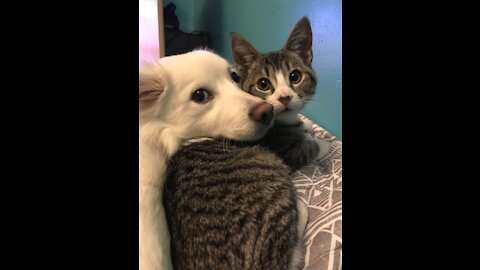 OMG So Cute Cats ♥ Best Funny Pet VIdeos ♥Pets care for each other