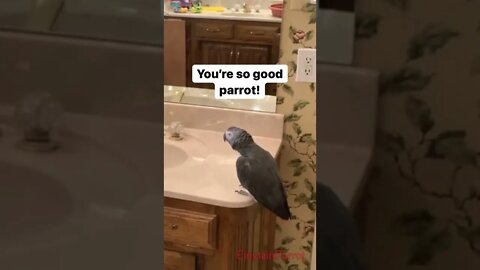 Awe! Einstein missed you! tiktok einsteinparrot