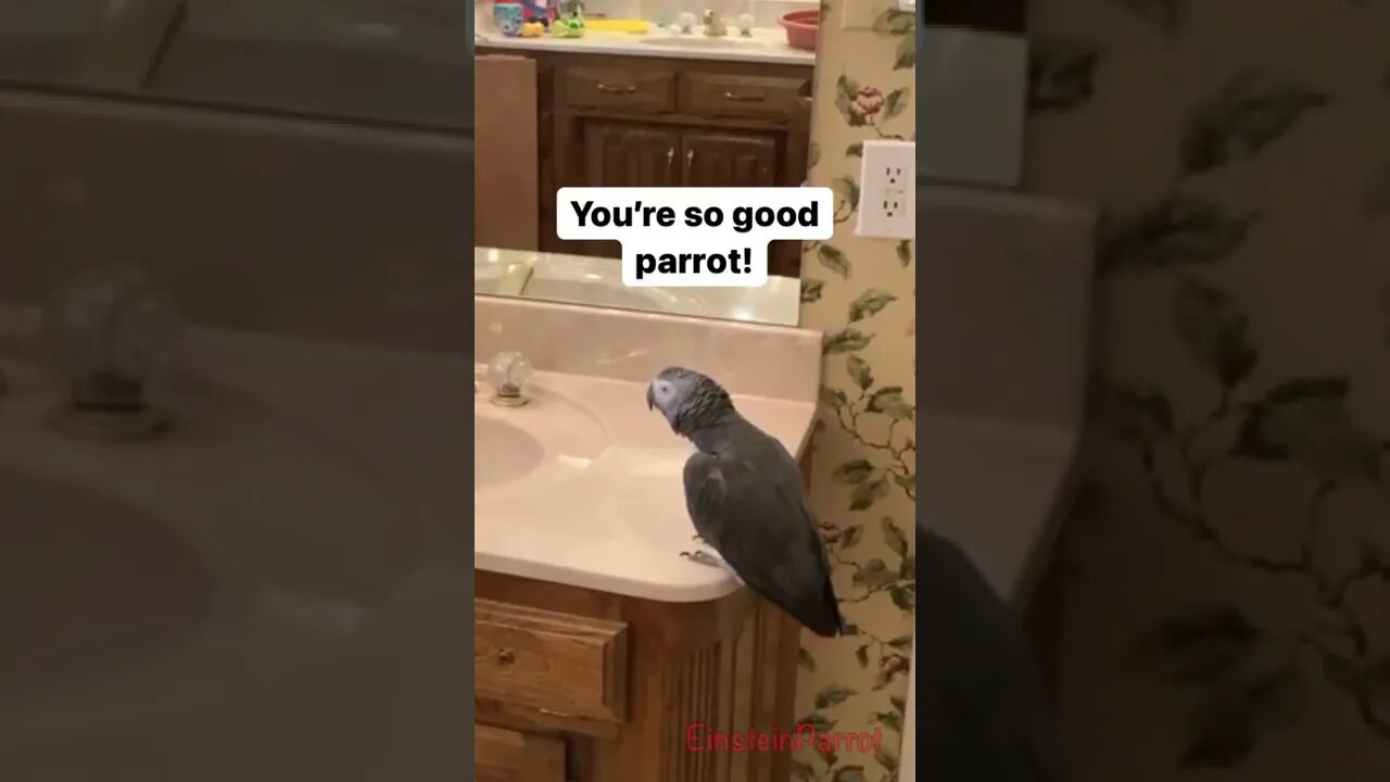 Awe! Einstein missed you! tiktok einsteinparrot