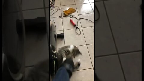 Cat attacking me while I do cardio