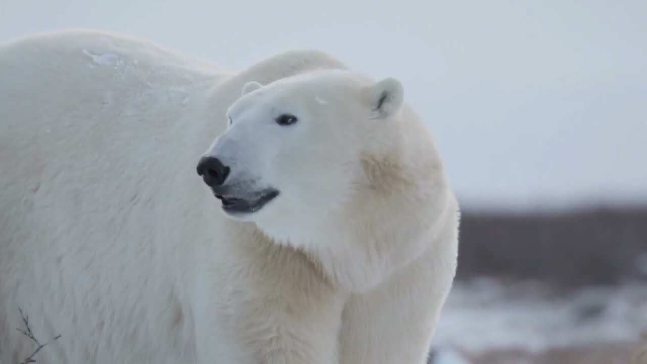 polar bears Videos (No copyright) Full HD footage - Free videos animal [Beruang Kutub]