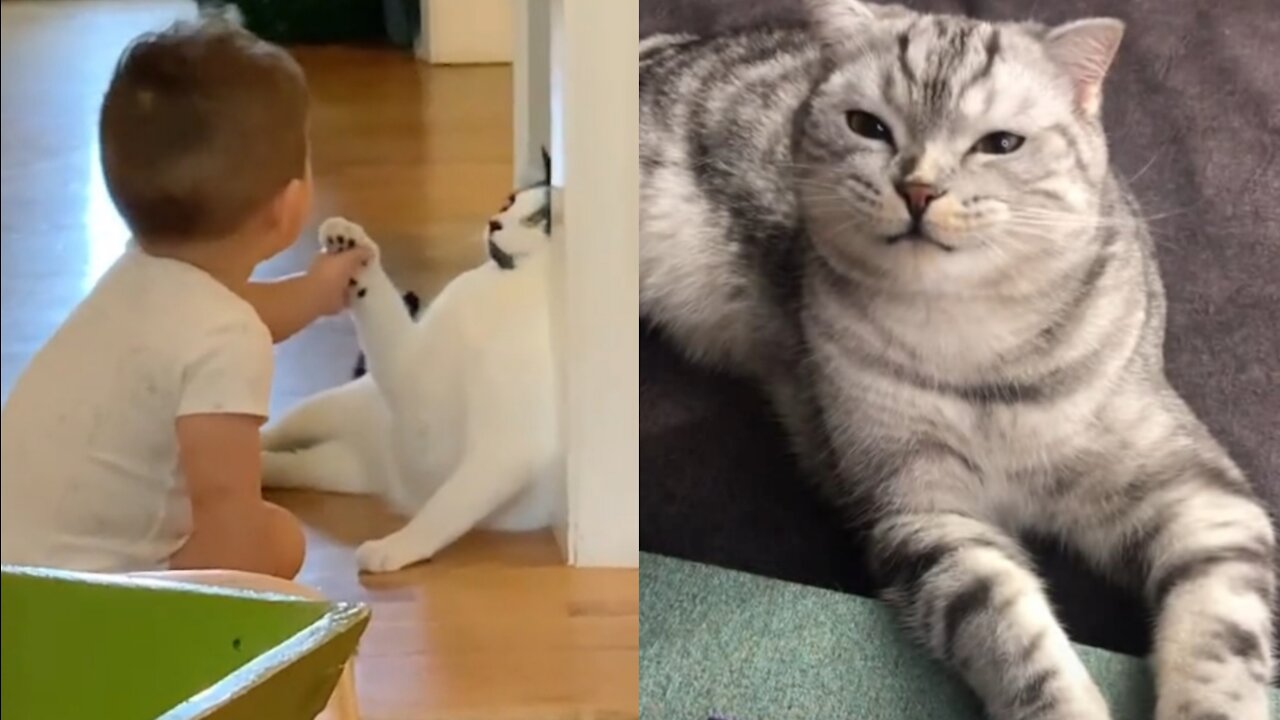Byby cat #11