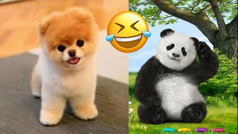 Baby Animals Funny Cats and dogs Vedio Compilation