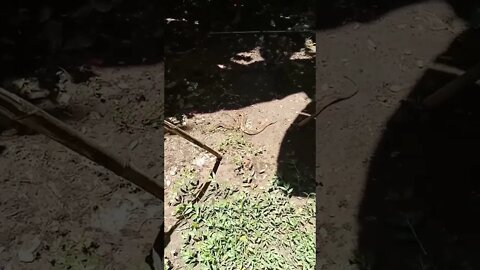 Russell viper short| Snake rescue short| Russell Viper rescue| Most Rare snake #shorts #snackvideo