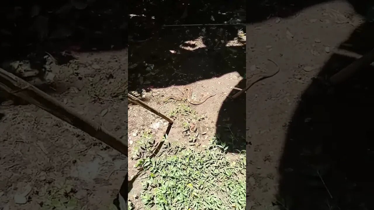 Russell viper short| Snake rescue short| Russell Viper rescue| Most Rare snake #shorts #snackvideo