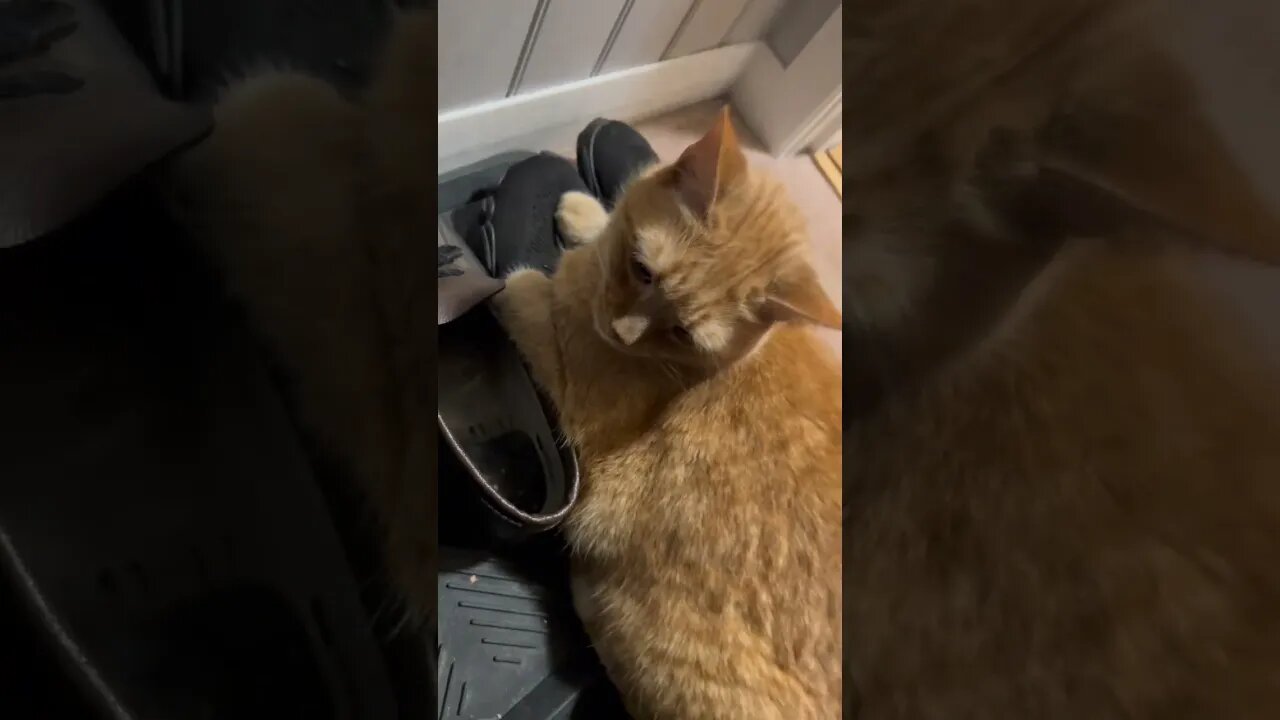 Why do Cats Sit on Shoes?