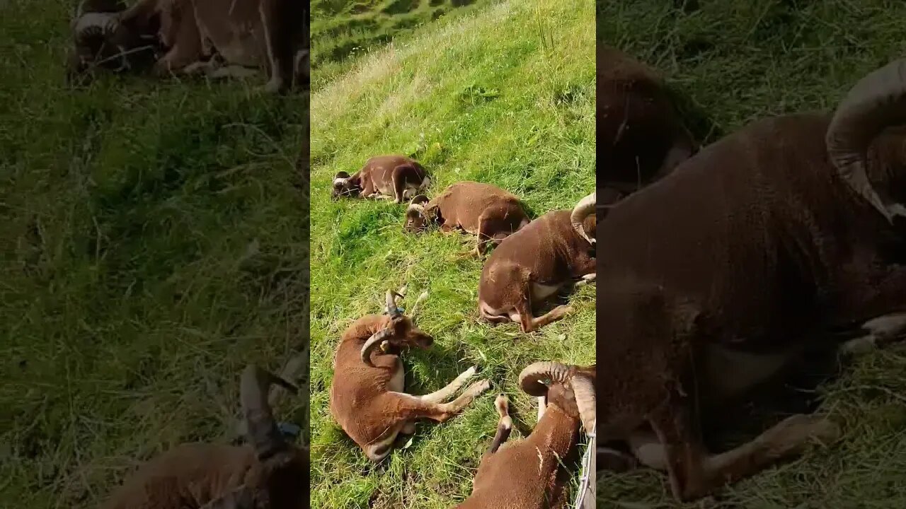 #sheep chilling in the field