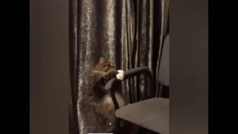 funny cat videos | cute cat videos| cute animals funny cats #shorts #shortsfunny #cutecat #funnycat