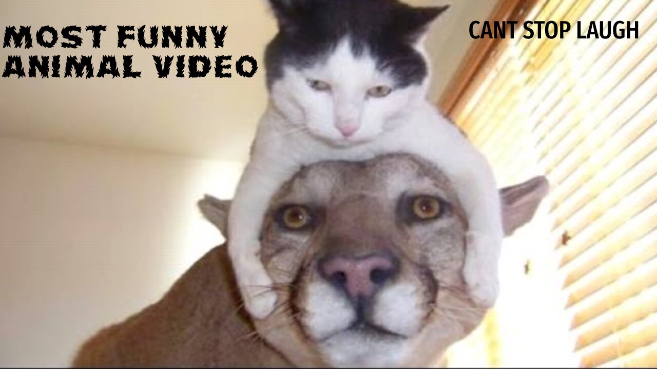 Funniest Animal Videos😂 - Best Cats😹 and Dogs🐶 Videos 2023!