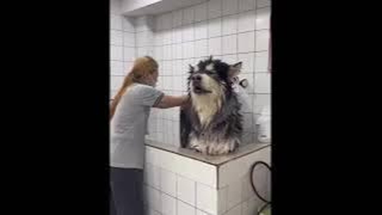 Top funny animal clips,most funny animal videos,funny dogs,funny cats,funny animals,