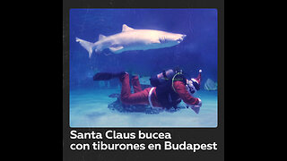 Santa Claus planta un árbol de Navidad en un tanque lleno de tiburones