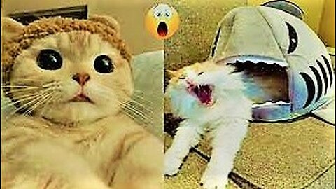 Funniest Animals, Dogs and Cats Funny Pet Animals Compilation Try Not To Laugh Challenge