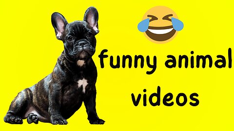 Troll Prank Dog Funny