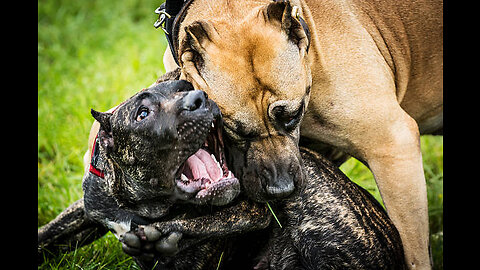 PITBULLS PROFESSIONALLY FIGHT IN PAKISTAN 😱