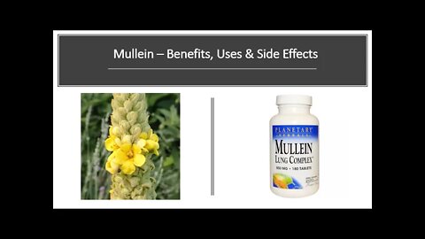 Mullein - Benefits, Uses & Side Effects