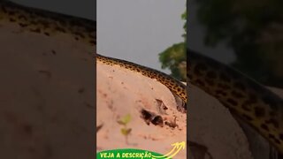 COBRA DESLIZANDO NO DESERTO #shorts #planetaanimalshorts #animals