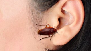 What If a Cockroach Crawled Into Your Brain?