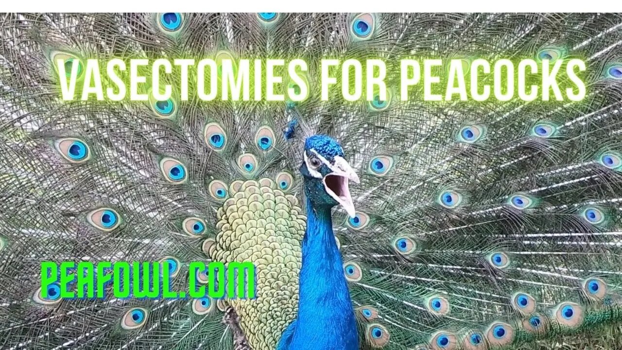 Vasectomies For Peacocks, Peacock Minute, peafowl.com