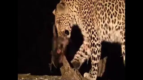Tiger 🐅 hunting for Monkey very dangerous