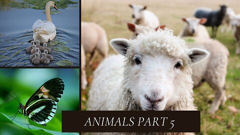 ANIMALS ,SNAIL MOLLUSK HOOPOES KANGAROO MARSUPIAL GIRAFFES MAMMALS LAMB LYING DOWN