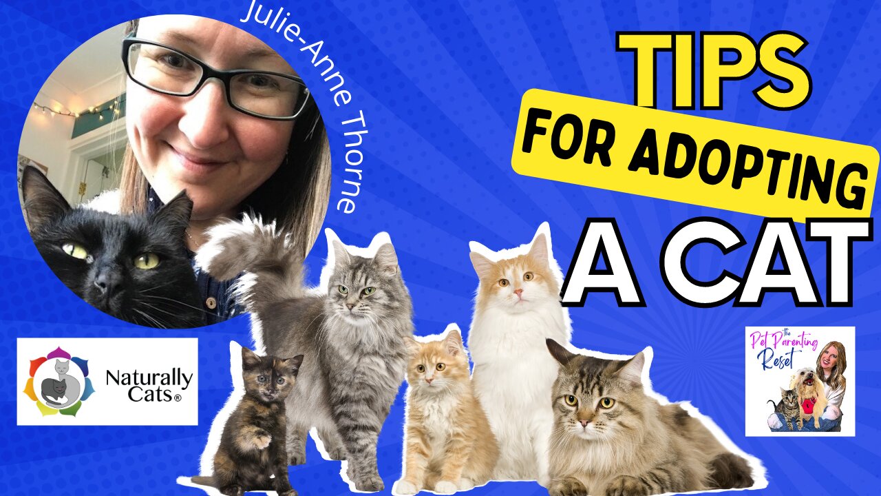 TIPS for Adopting A New Cat with Julie Anne Thorne of Naturally Cats