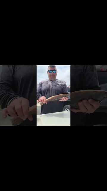 Finally a keeper fluke #fishing #shortsvideo