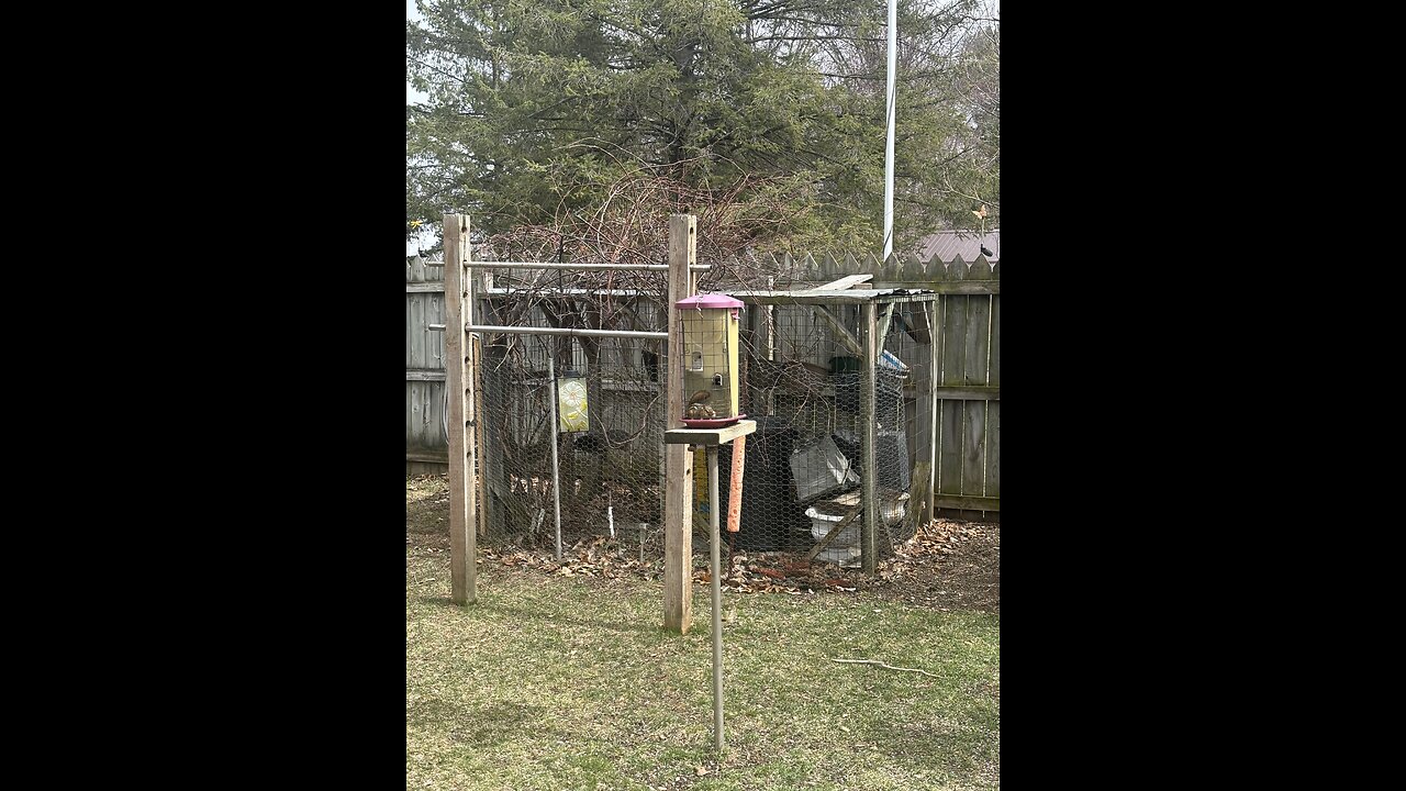 Industrious Chipmunk