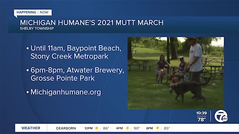 Mutt March 2021