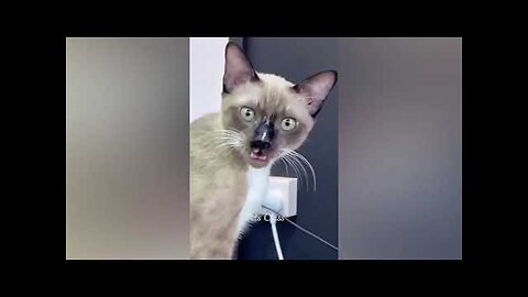 Funniest Animals 2023 😂 Funny Dogs and Cats Videos 😺🐶