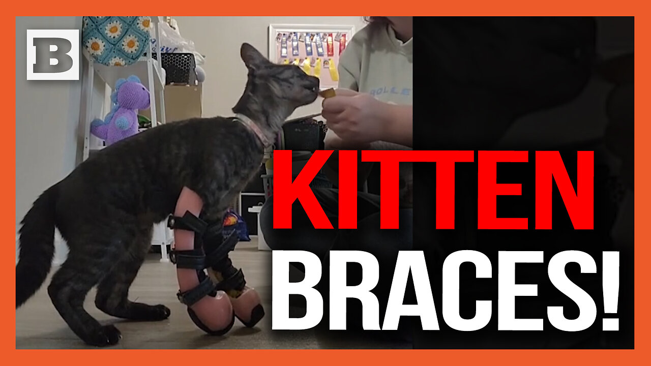 Kitty Casts! "Athena" the Kitten Learns to Walk Using Custom Leg Braces