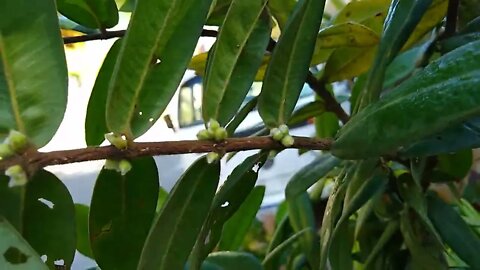 jabuticaba amarela(cabeludinha) produzindo em vaso a 30,00 estaremos aberto neste feriado 16/06/2022