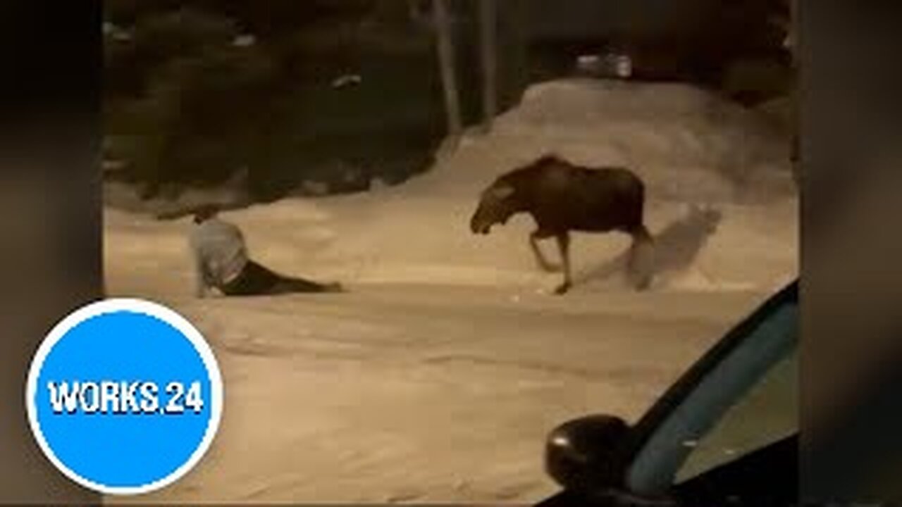 Moose attacks man after residents warn him to leave animal alone |