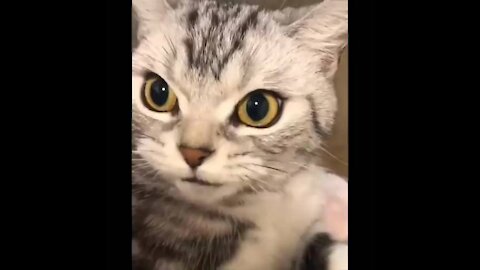 Funny Cat Collection video