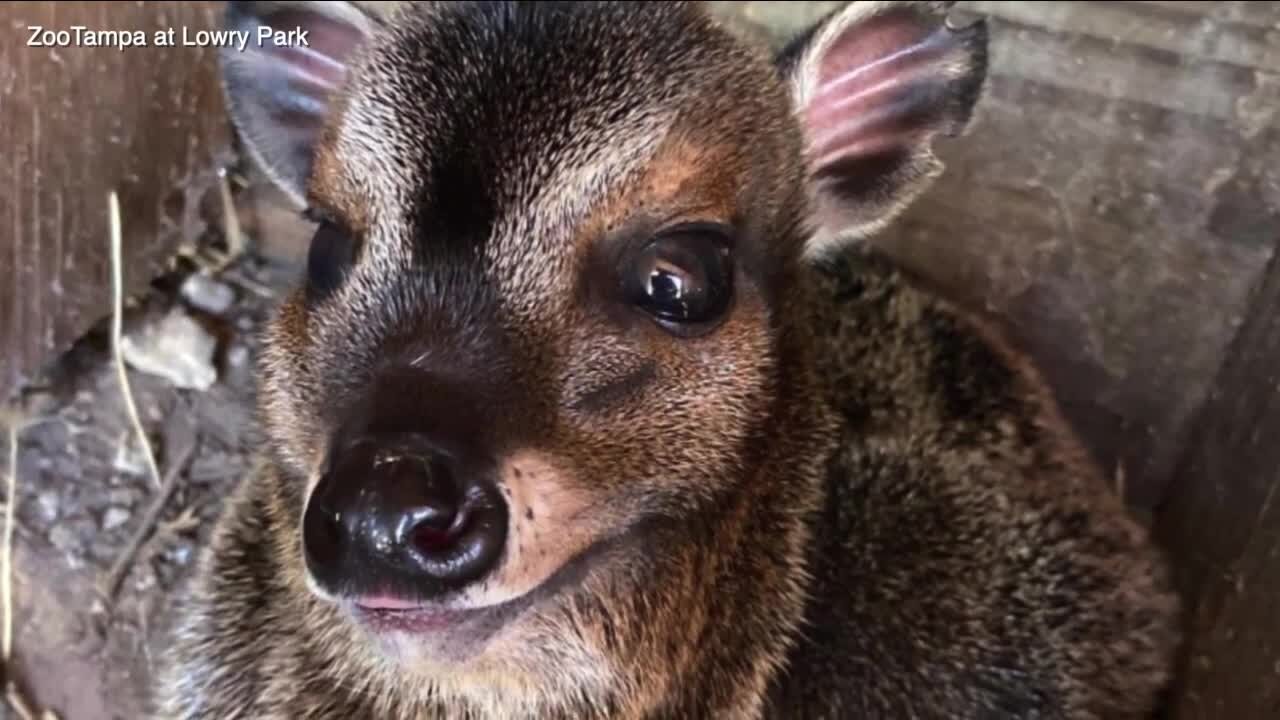 It's a baby boom at ZooTampa as 4 different animal moms give birth