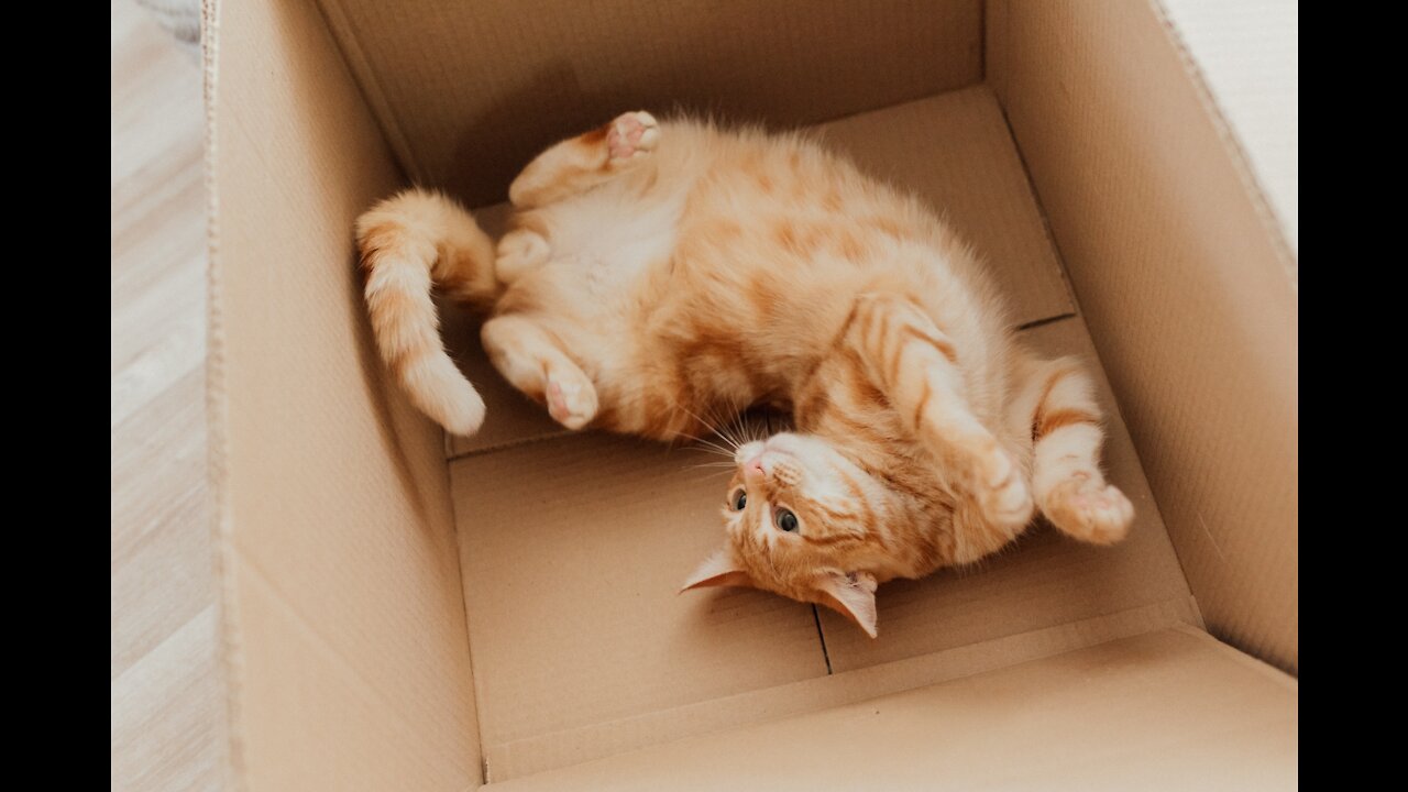 Funny animals compilation #99.