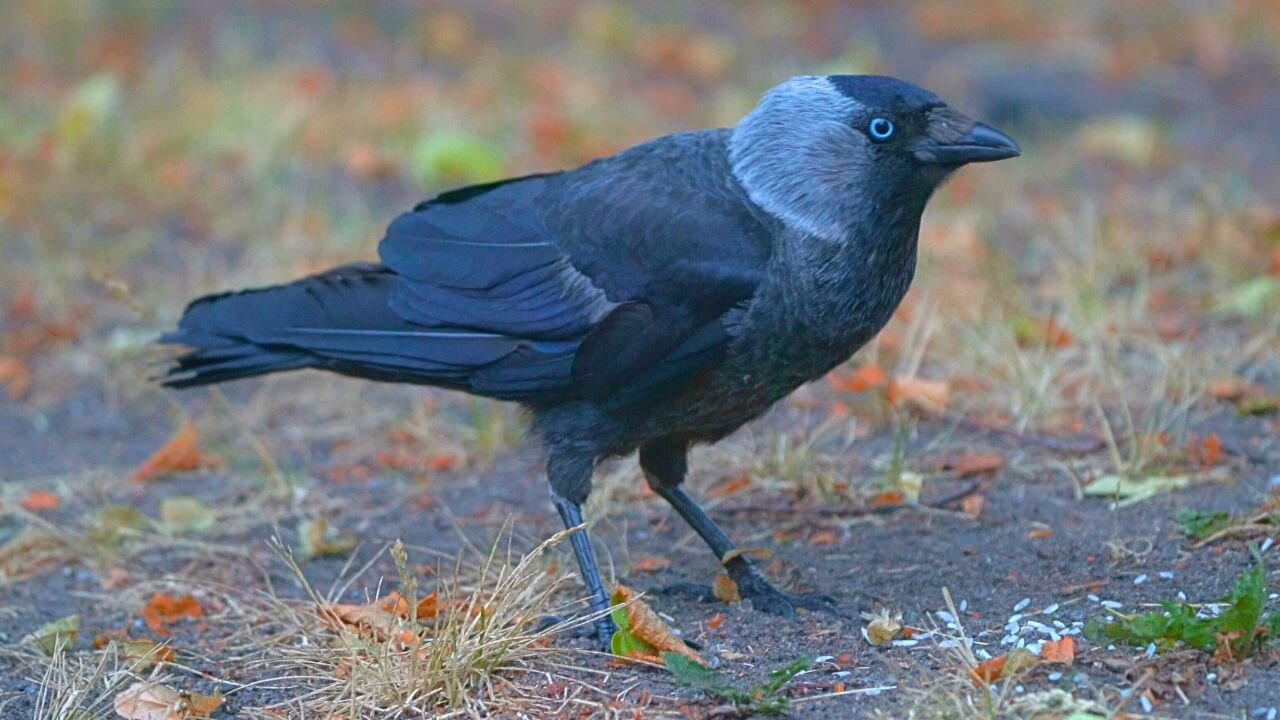 Jackdaw Enjoying Rice in a Noisy City Park