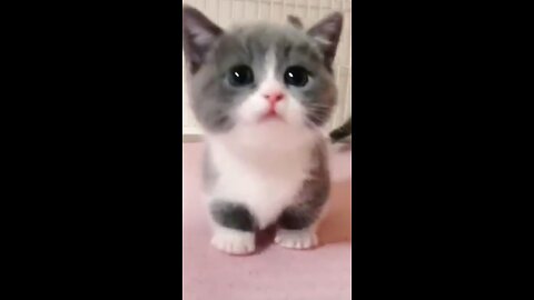 The sound of a little kitten